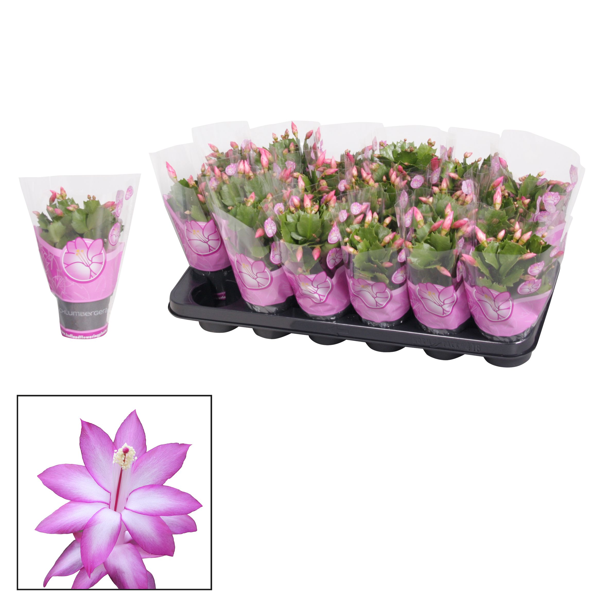Schlumbergera - 9 cm - Purple (Jolly Dancer), D 9
