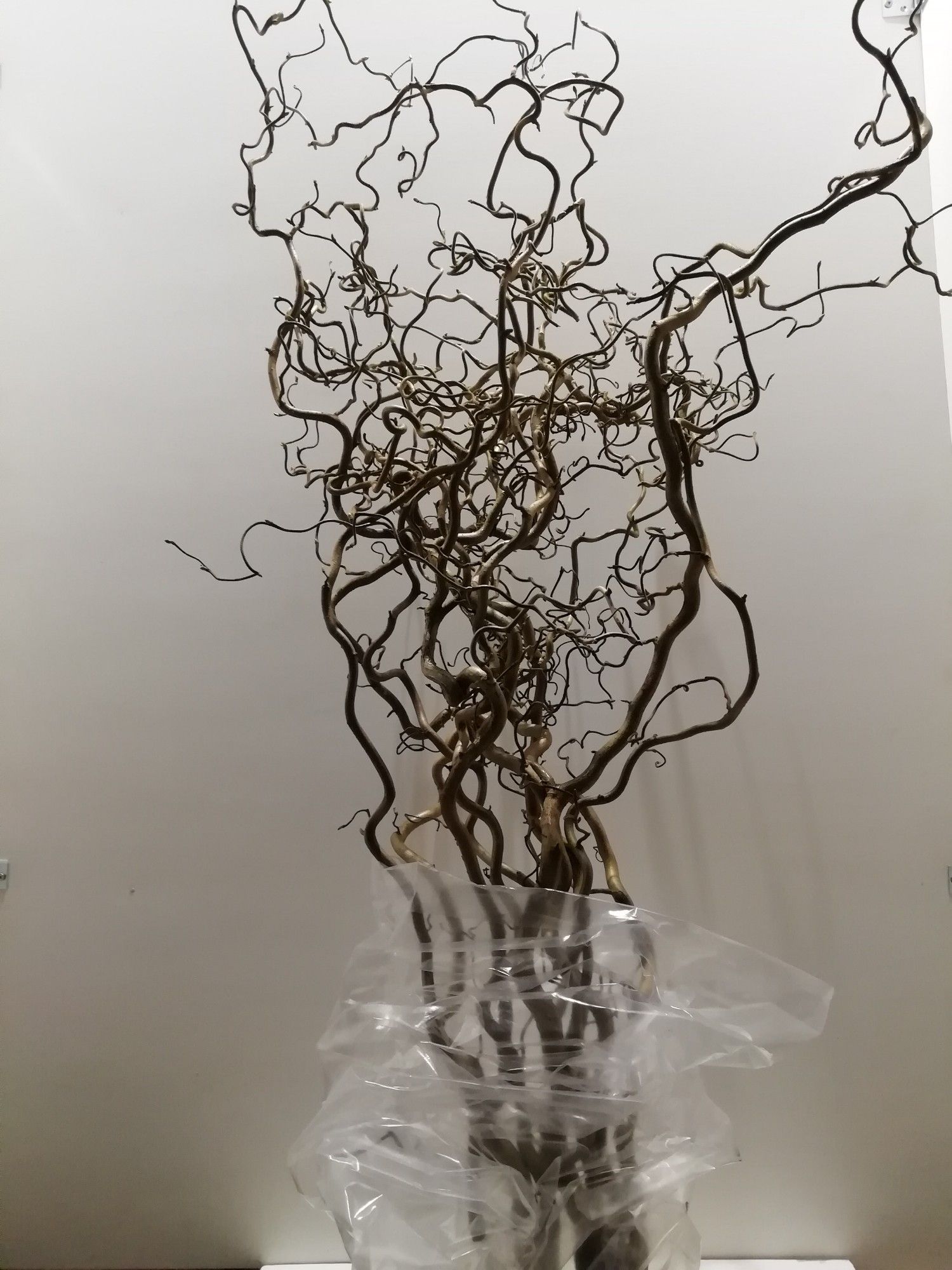 Корилус Конторта 150, шт.