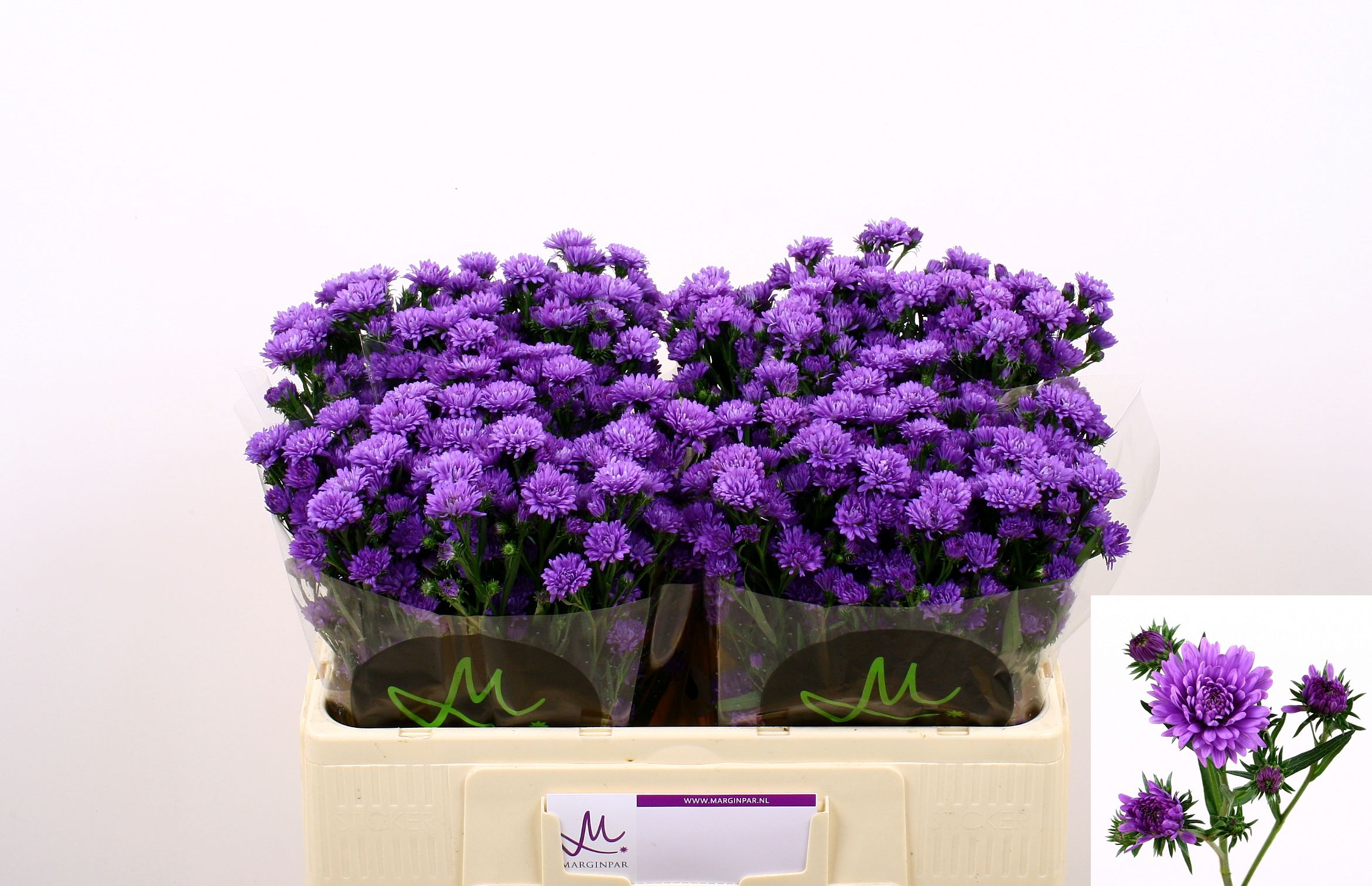 Астер Асти Дарк Милка 50, шт.