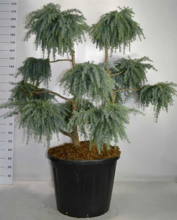 Cedrus deod. 'Feelin' Blue', D 65