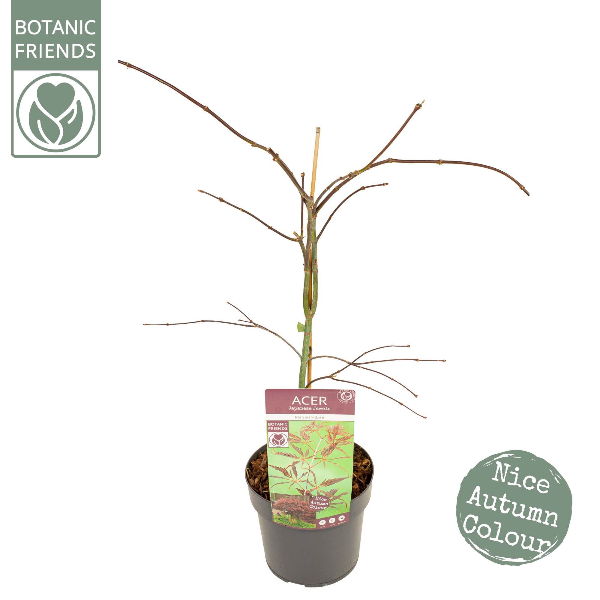 Acer palm. 'Inaba-shidare' PREMIUM, D 19