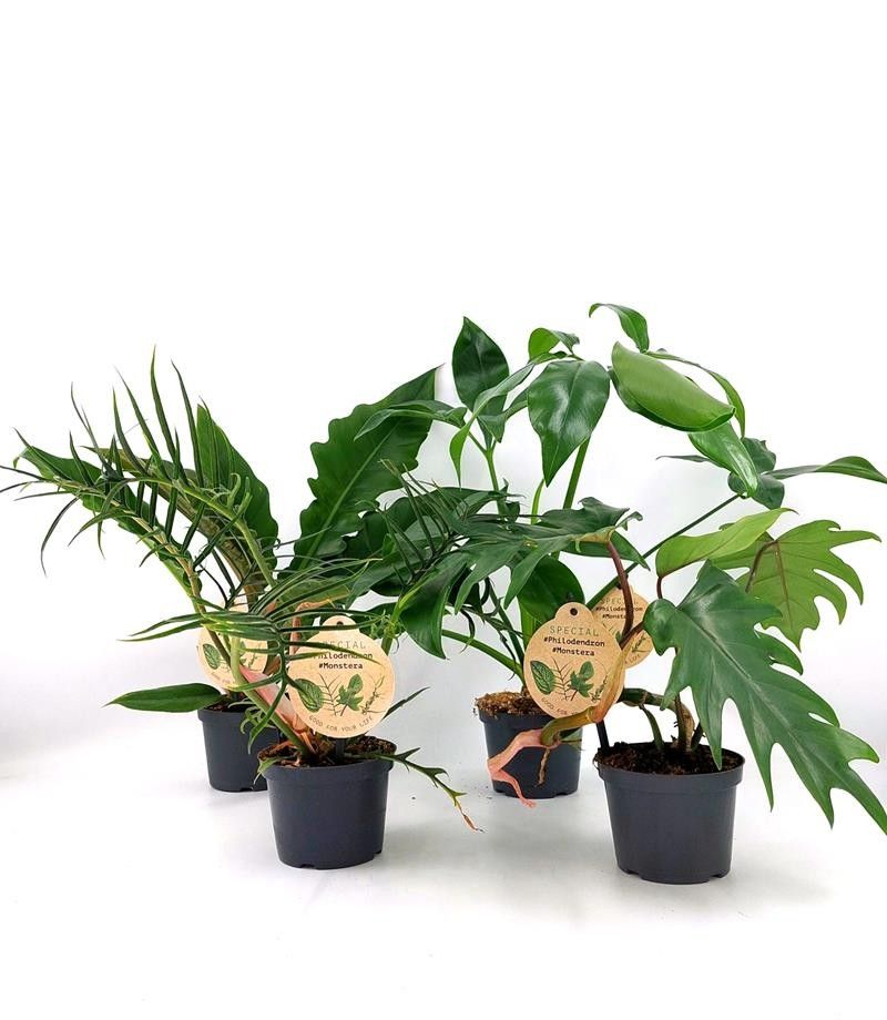 PHILODENDRON-HYBRID 'Mix', D 12
