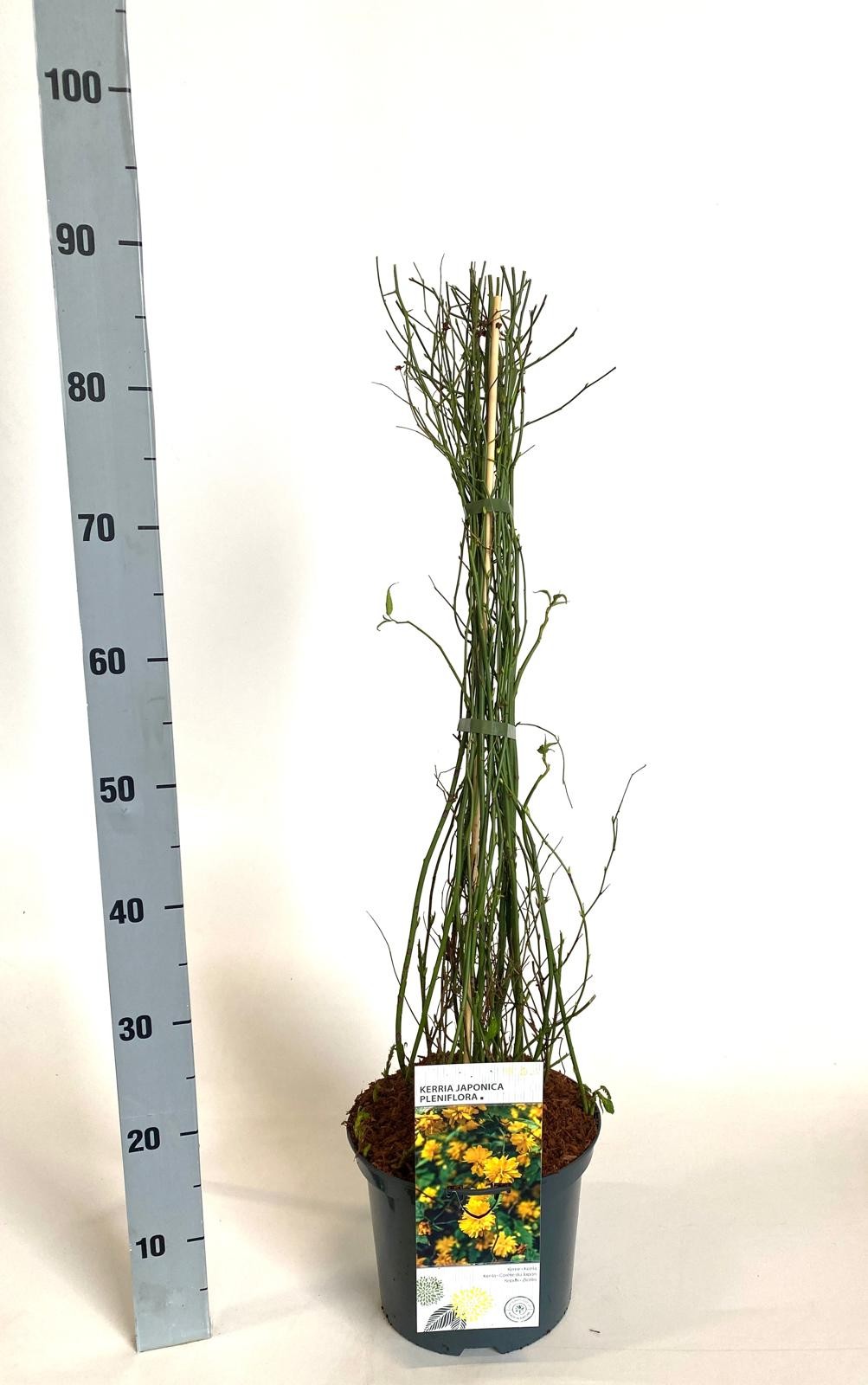 Kerria japonica 'Pleniflora', D 23