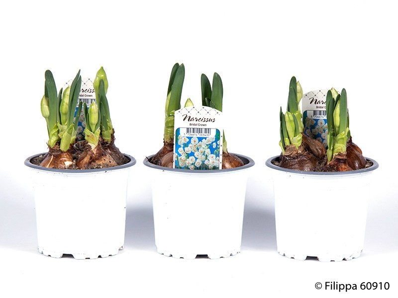 NARCISSUS MEDIOLUTEUS 'BRIDAL CROWN', D 11