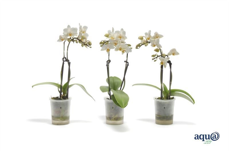 Phal p06 Tiny Dolls white 2T12+ Aqu@, D 6