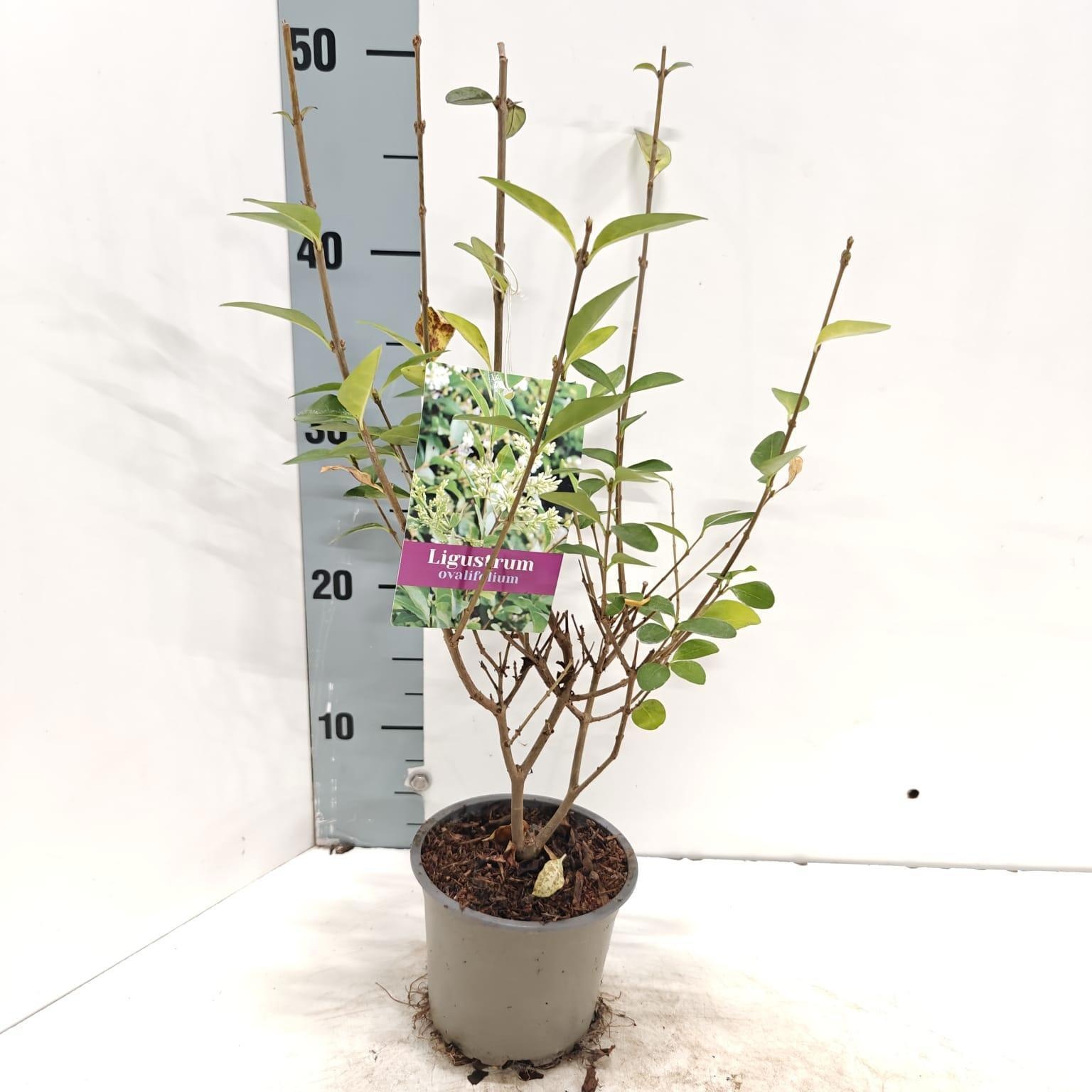 Ligustrum ovalifolium, D 12