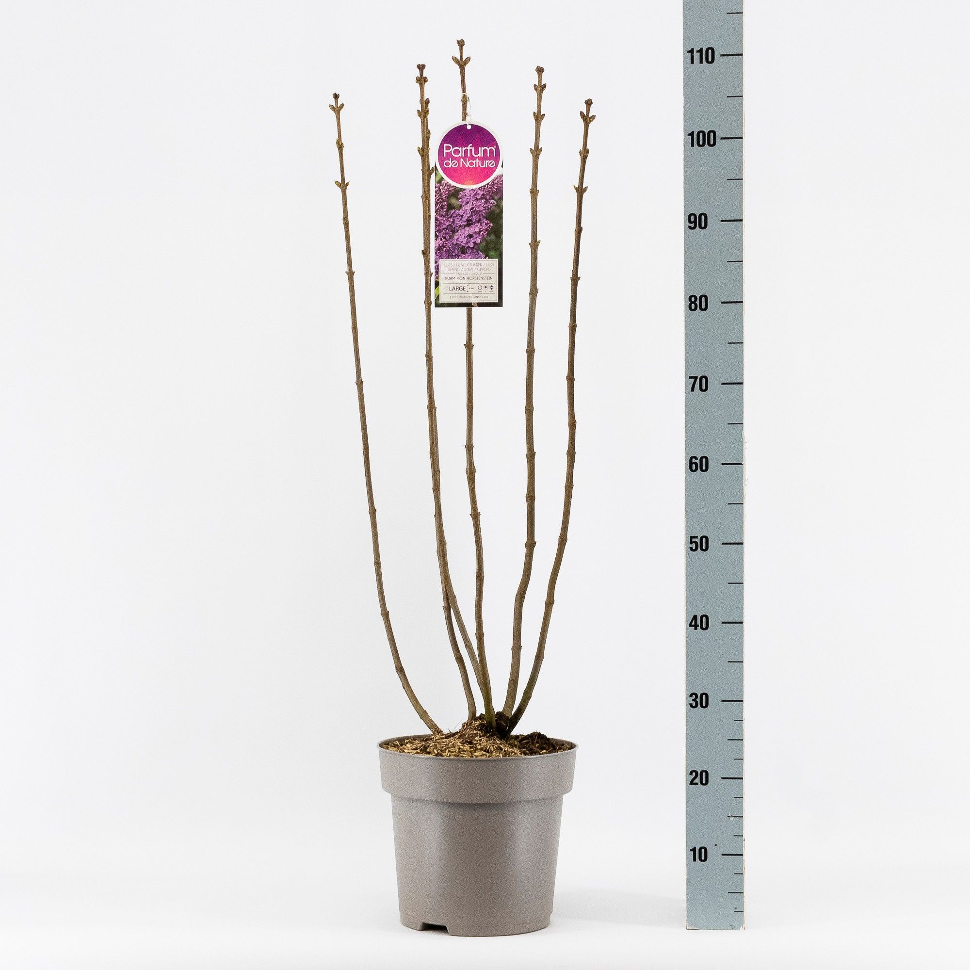 Syringa vul. Ruhm von Horstenstein, 2-jarig, C10 Solitair, D 27