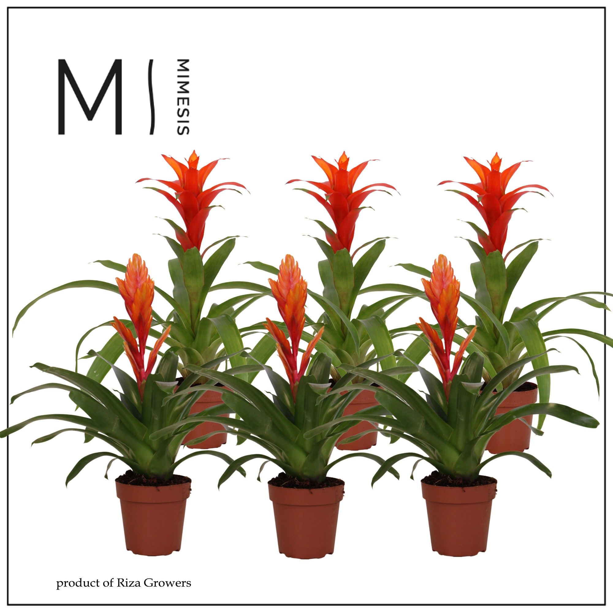Bromelia Orange - 12cm | Mimesis, D 12