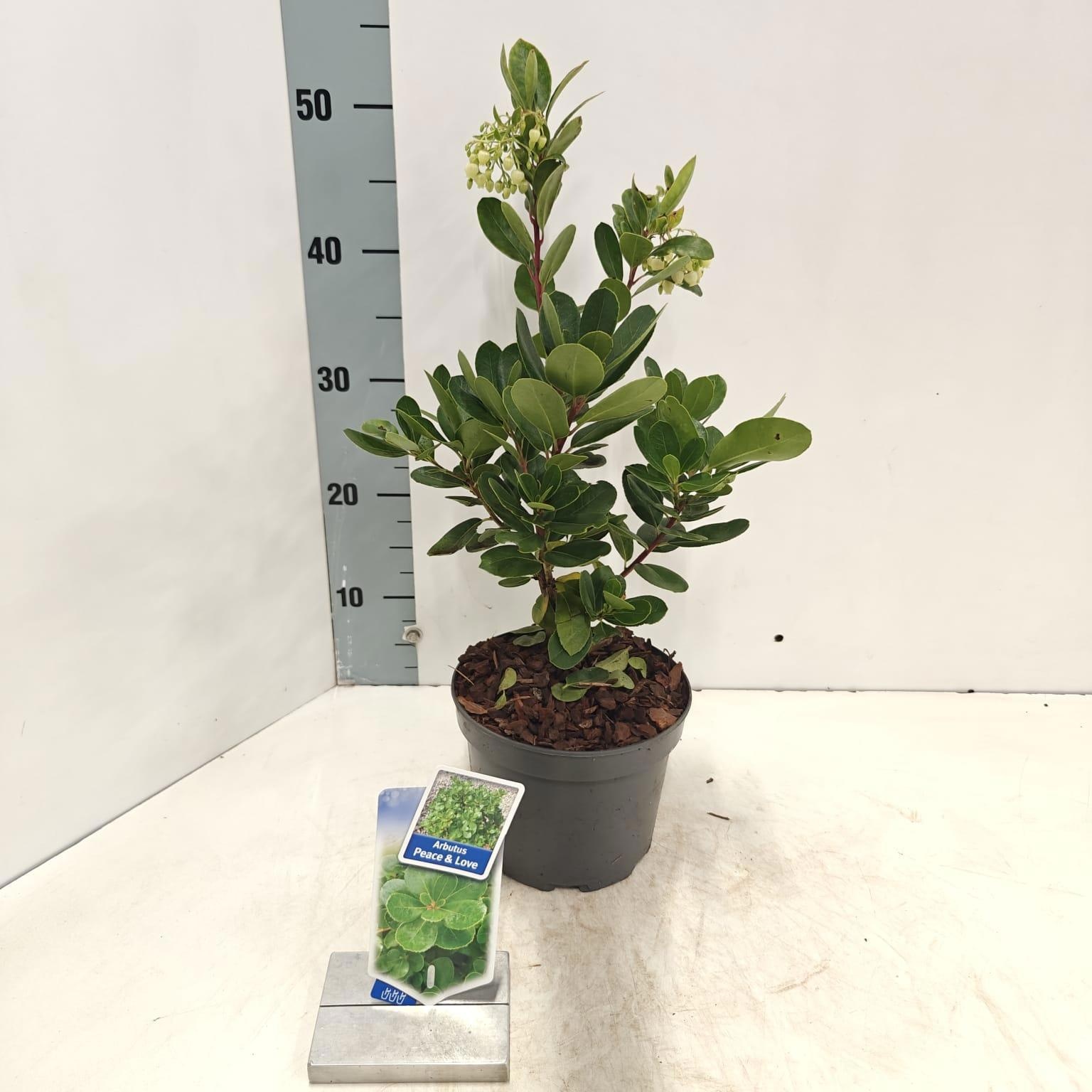 Arbutus unedo 'Peace & Love', D 17