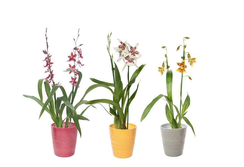 Zoe p12 tribal safari mix Cambria mix 2T12+, D 12