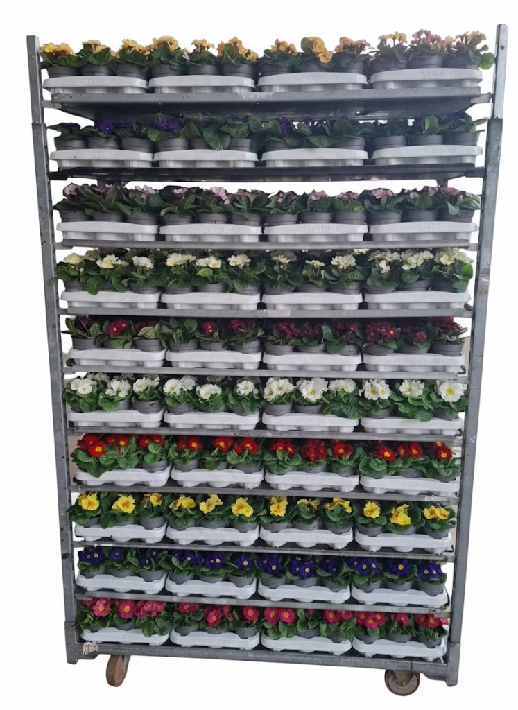 Primula mixkar 10,5 cm - 1 soort per laag, D 10,5