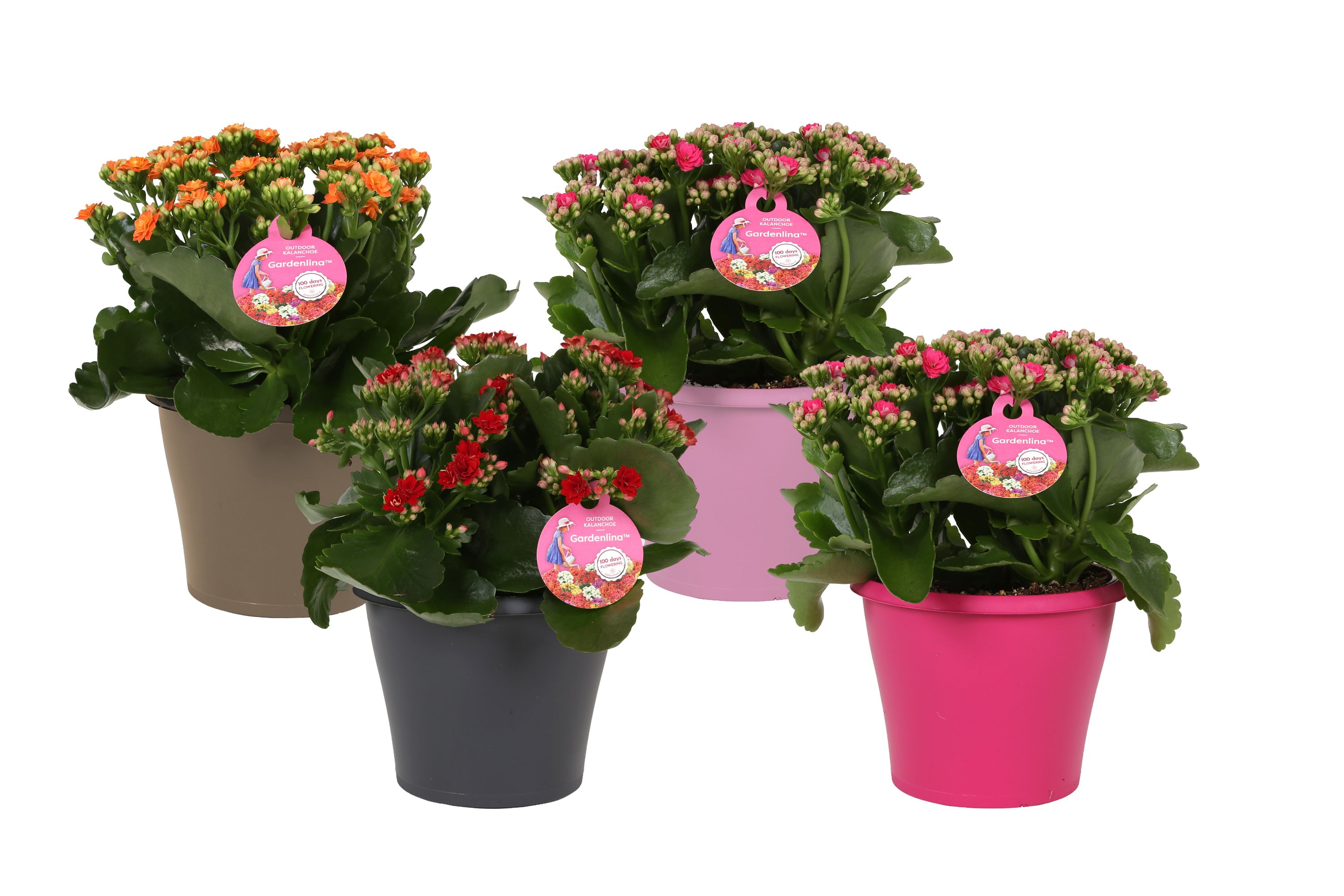KP-690.2 - Kalanchoe Gardenlina in gekleurde pot 15 cm, D 15