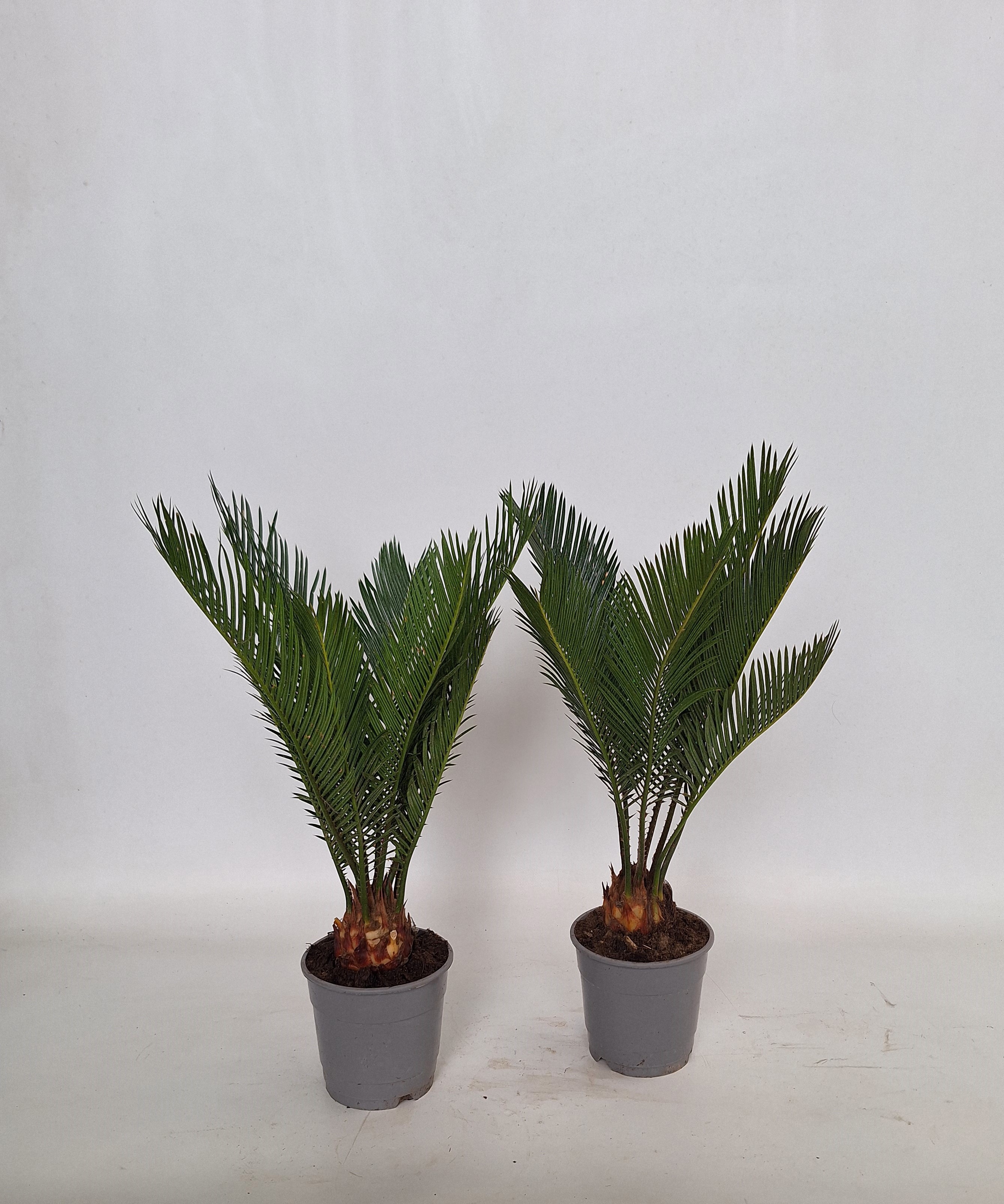 Cycas revoluta 12 cm 6+ veren, D 12
