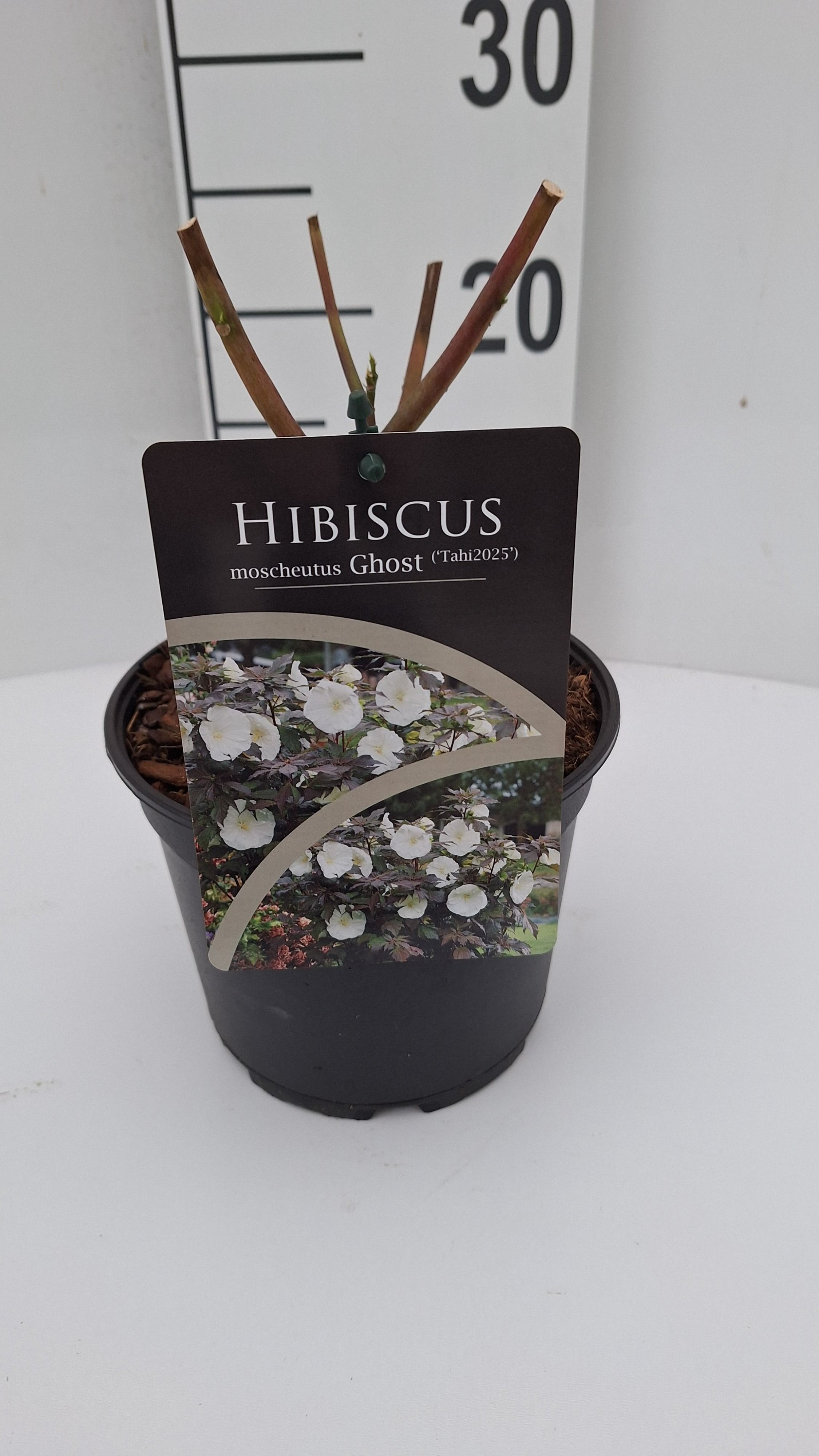 Hibiscus moscheutus Carousel Ghost, D 17