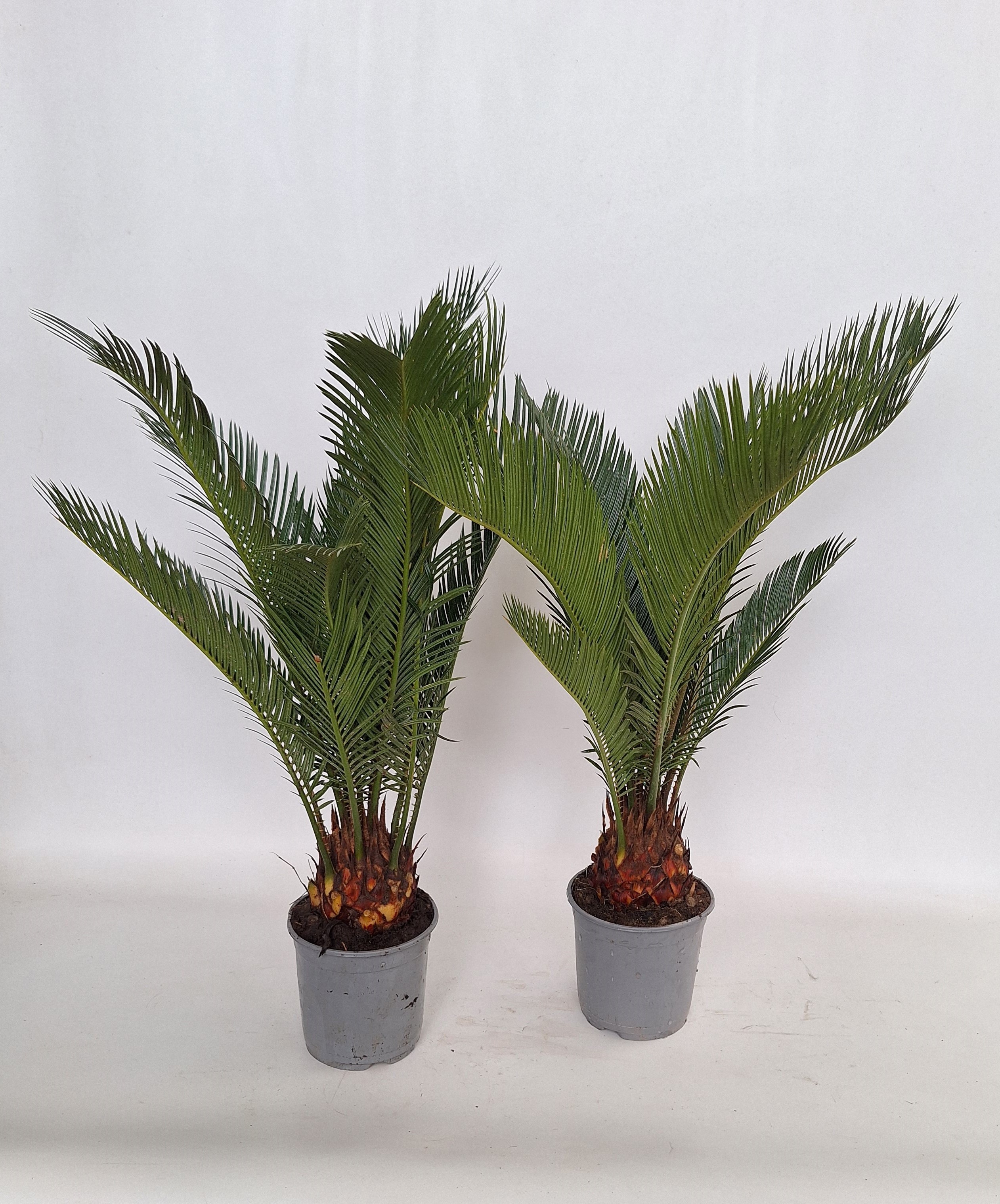 Cycas revoluta 14 cm 6/7 veren, D 14