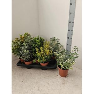 839 KR : Pot 13 cm Euonymus mix 4 soorten per tray, D 13