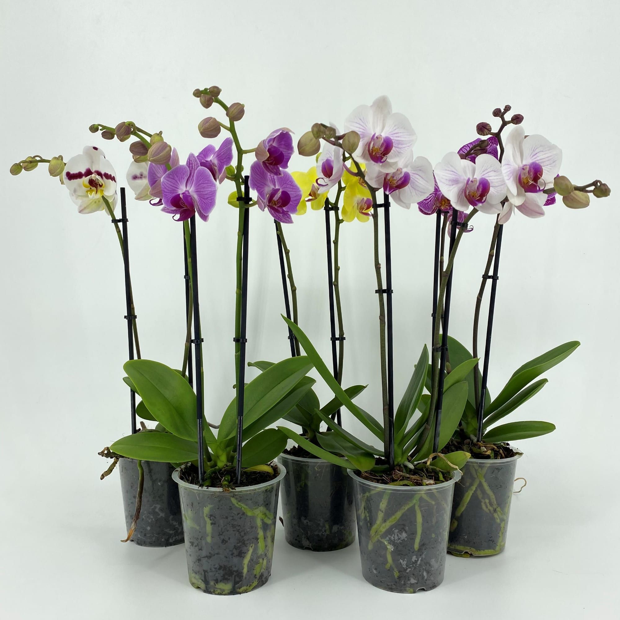 PHAL 2T MIX 10+ 40-55, D 12