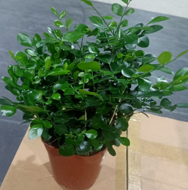 Мууррайя экзотика 14 25 (предзаказ)