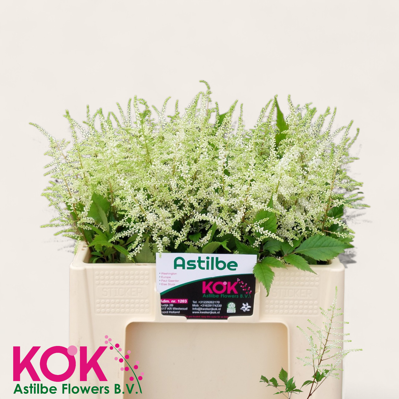 Астильба Вашингтон 55, шт.