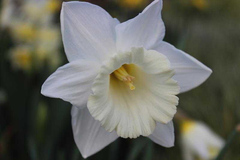 NARCISSUS INCOMPARABILIS 'MOUNT HOOD', D 23