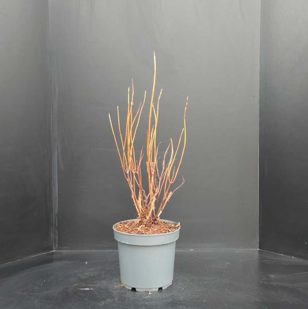 Hydrangea arborescens Annabelle, D 26