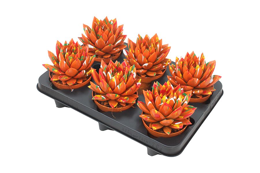 Miranda coloured Splash orange, D 10,5