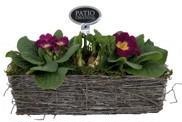 PRN844-9003 Primula-Narcis Matz M, D 29