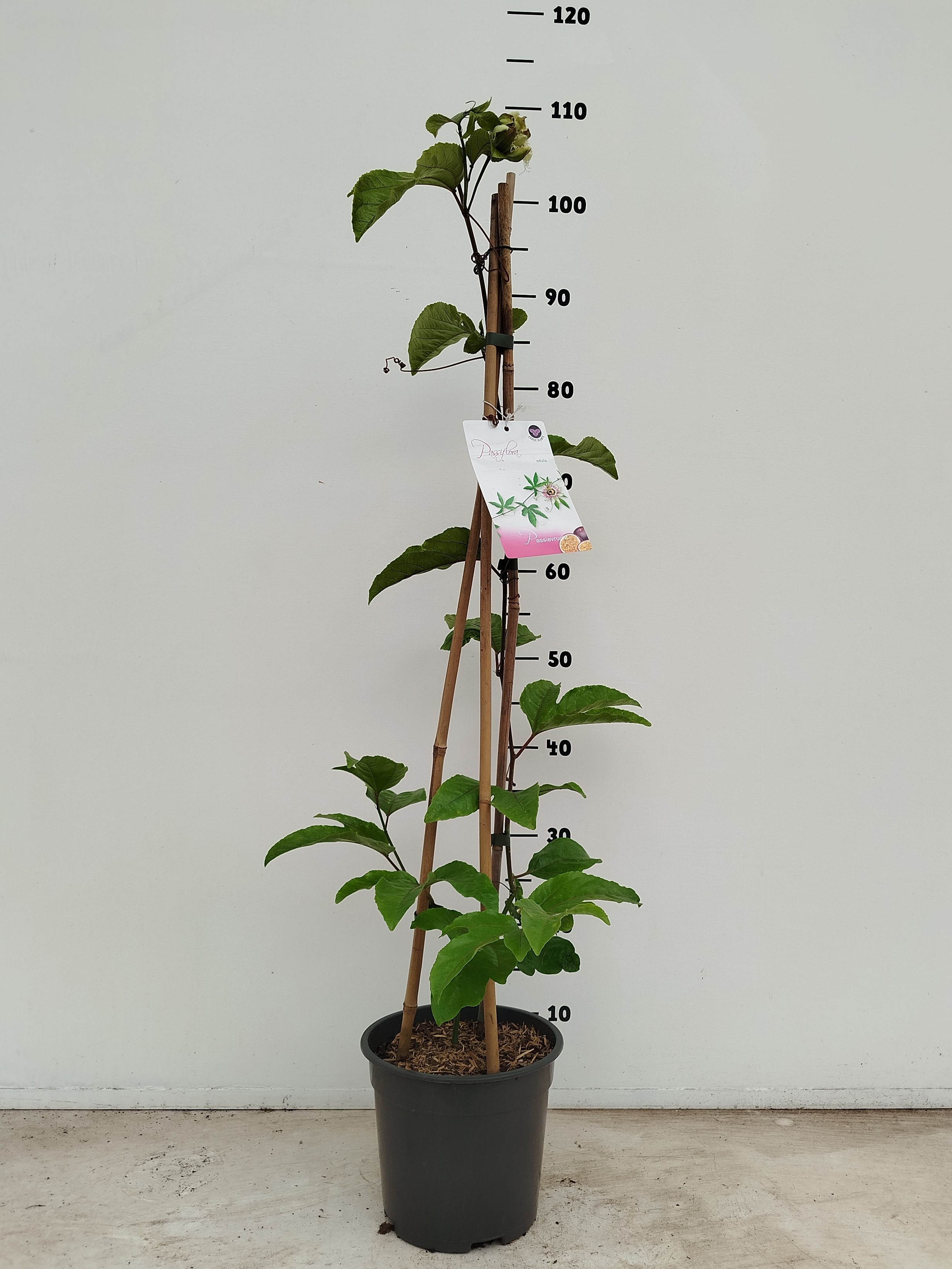 Passieflora edulis, D 19