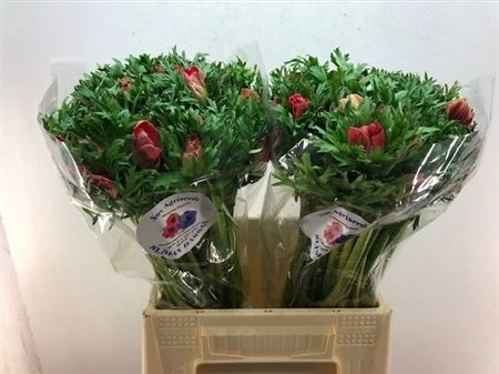 Анемон Галил Рэд 40 (красн.), шт.