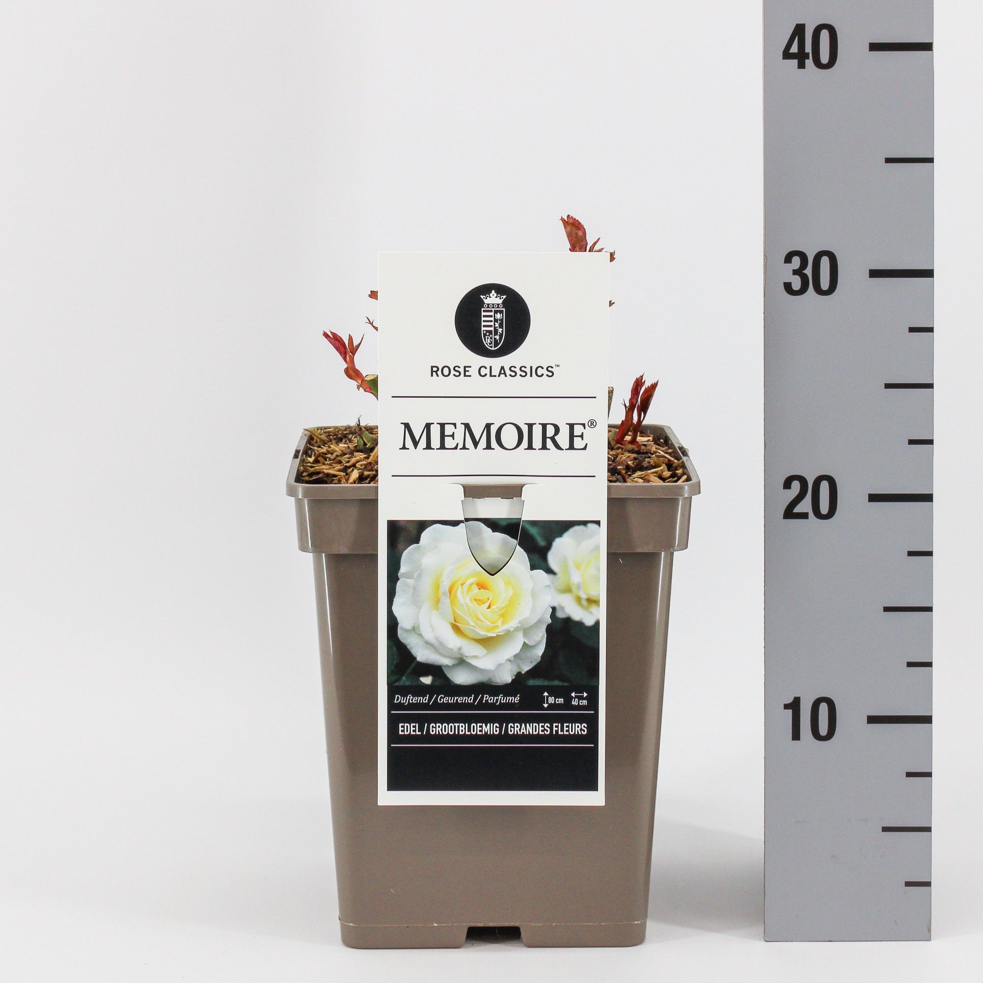 Rosa (TH) Memoire ®, C5, D 23