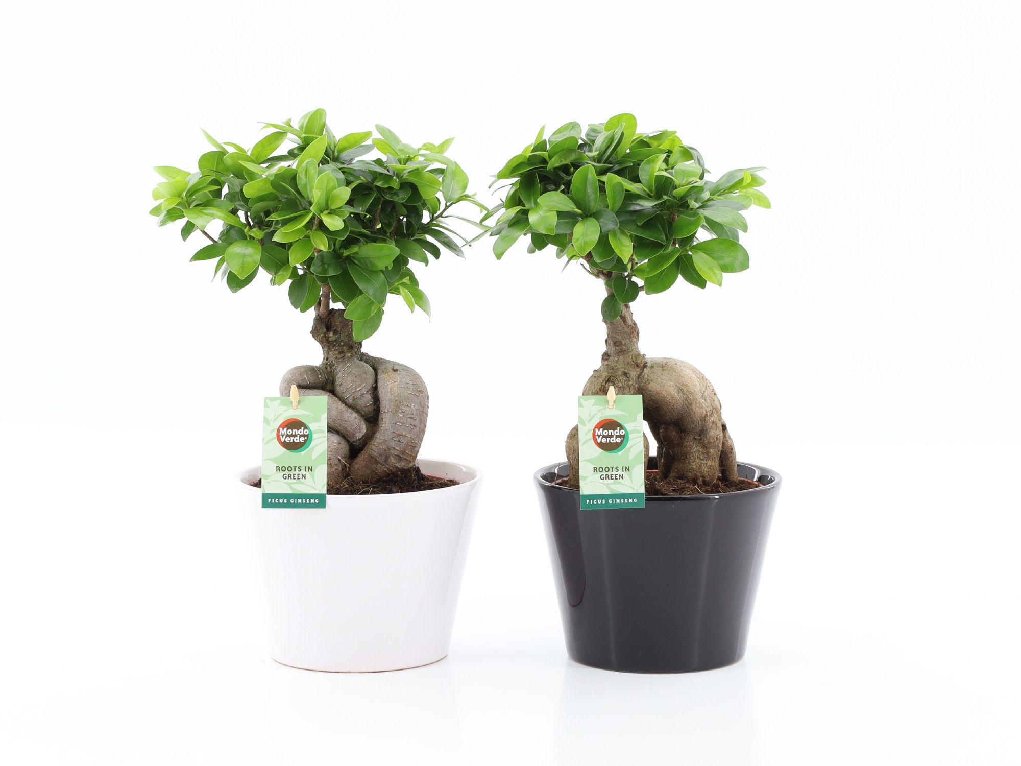 Ficus Ginseng Zwart / Wit Keramiek, D 17