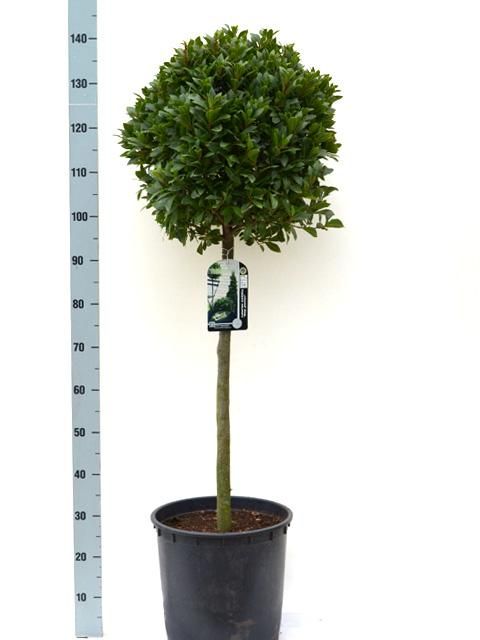 Laurus nobilis 'Bay Junior' Speciale Vlaamse Laurier - Europees Erkend, D 27