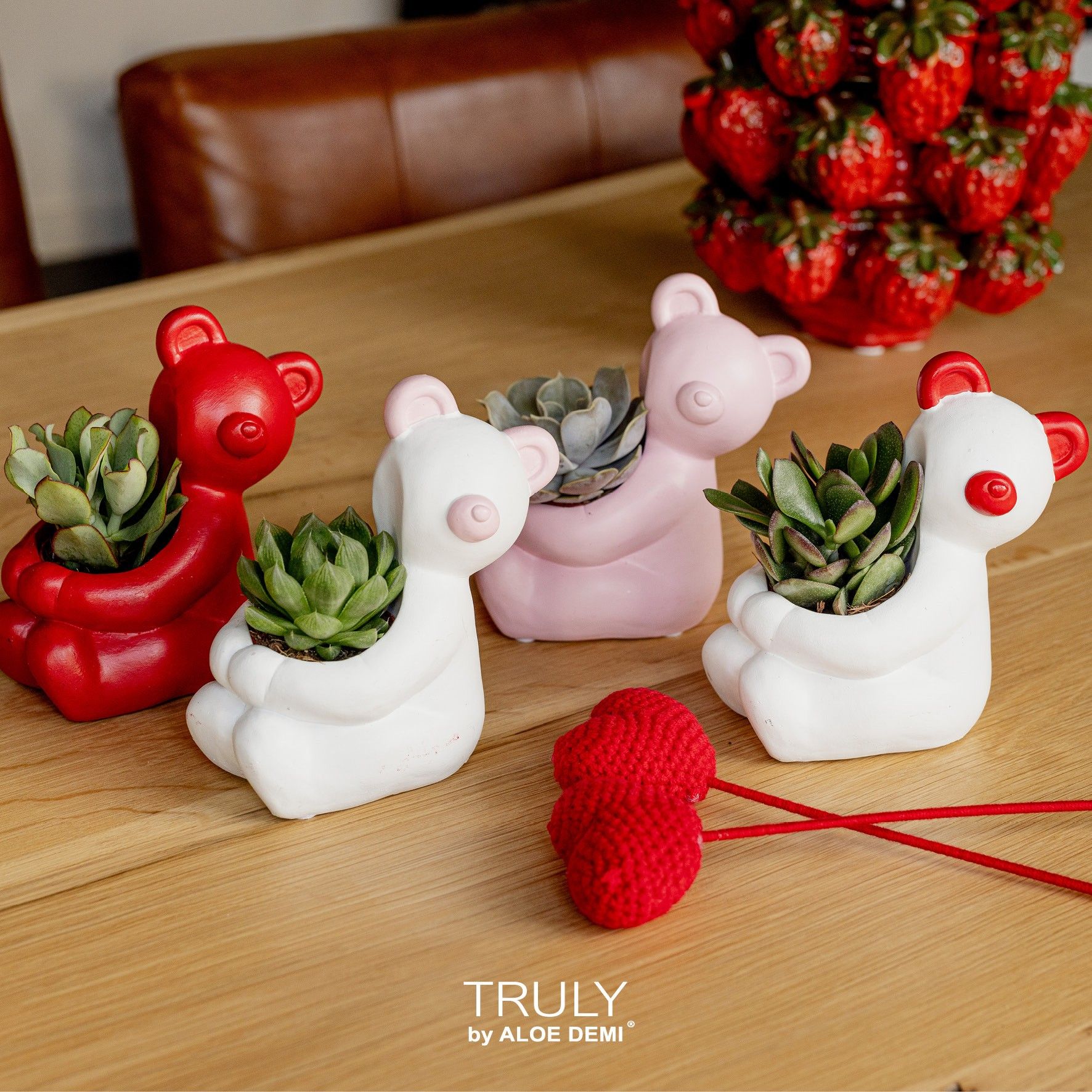 TRULY Succulent, Bear, D 14