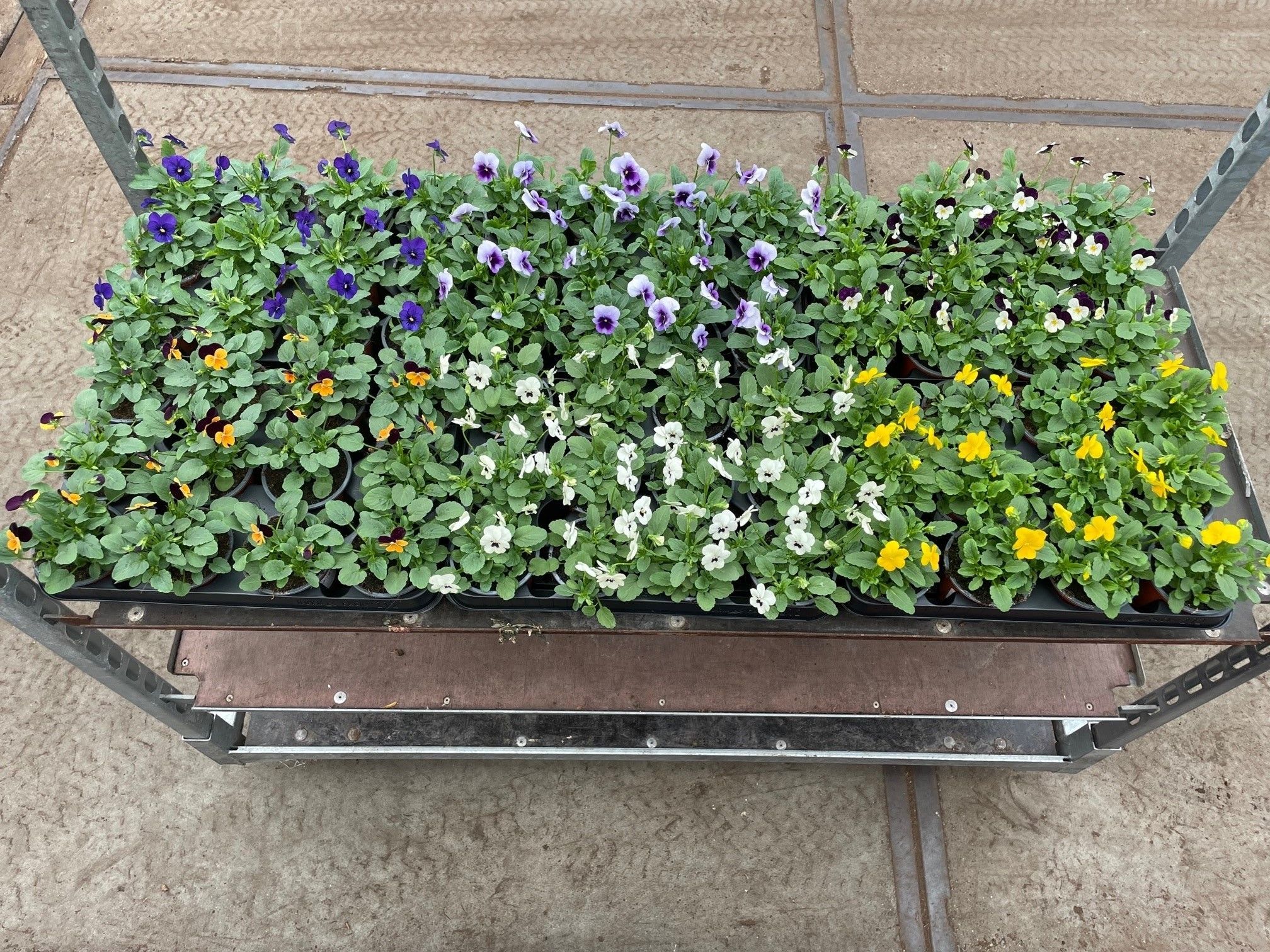 Viola Cornuta mixlaag 212 fust, D 9