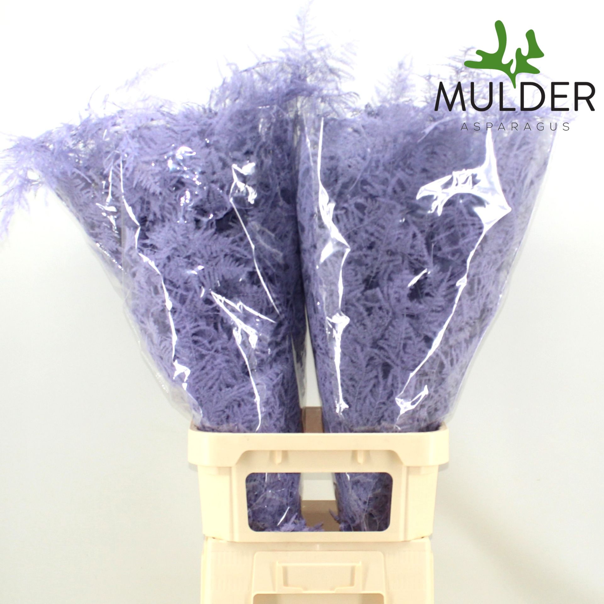 Аспарагус Овериг Крашеный (краш. ) 85, шт.