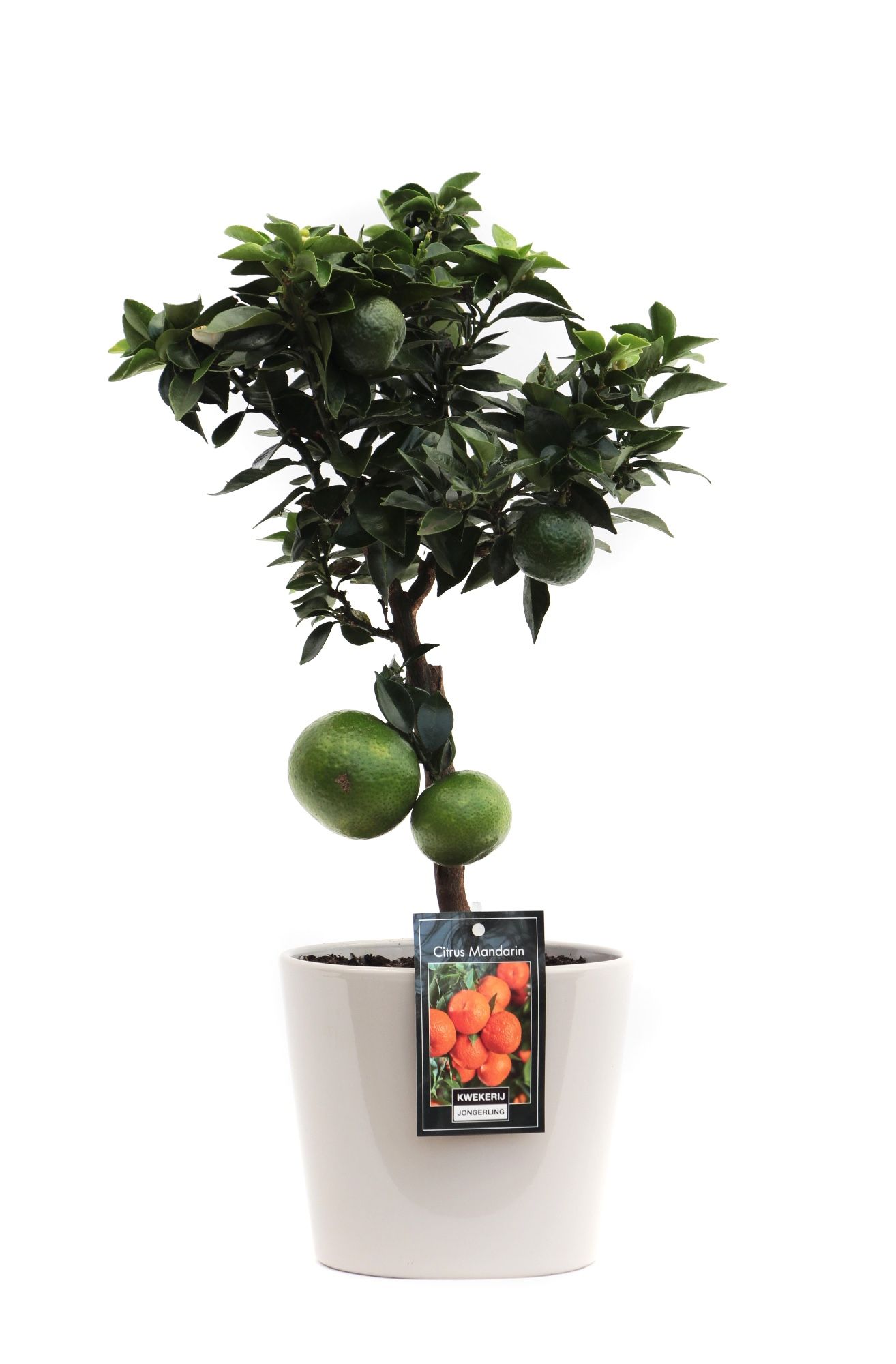 Mandarin in Keramiek Roma grijs, D 16