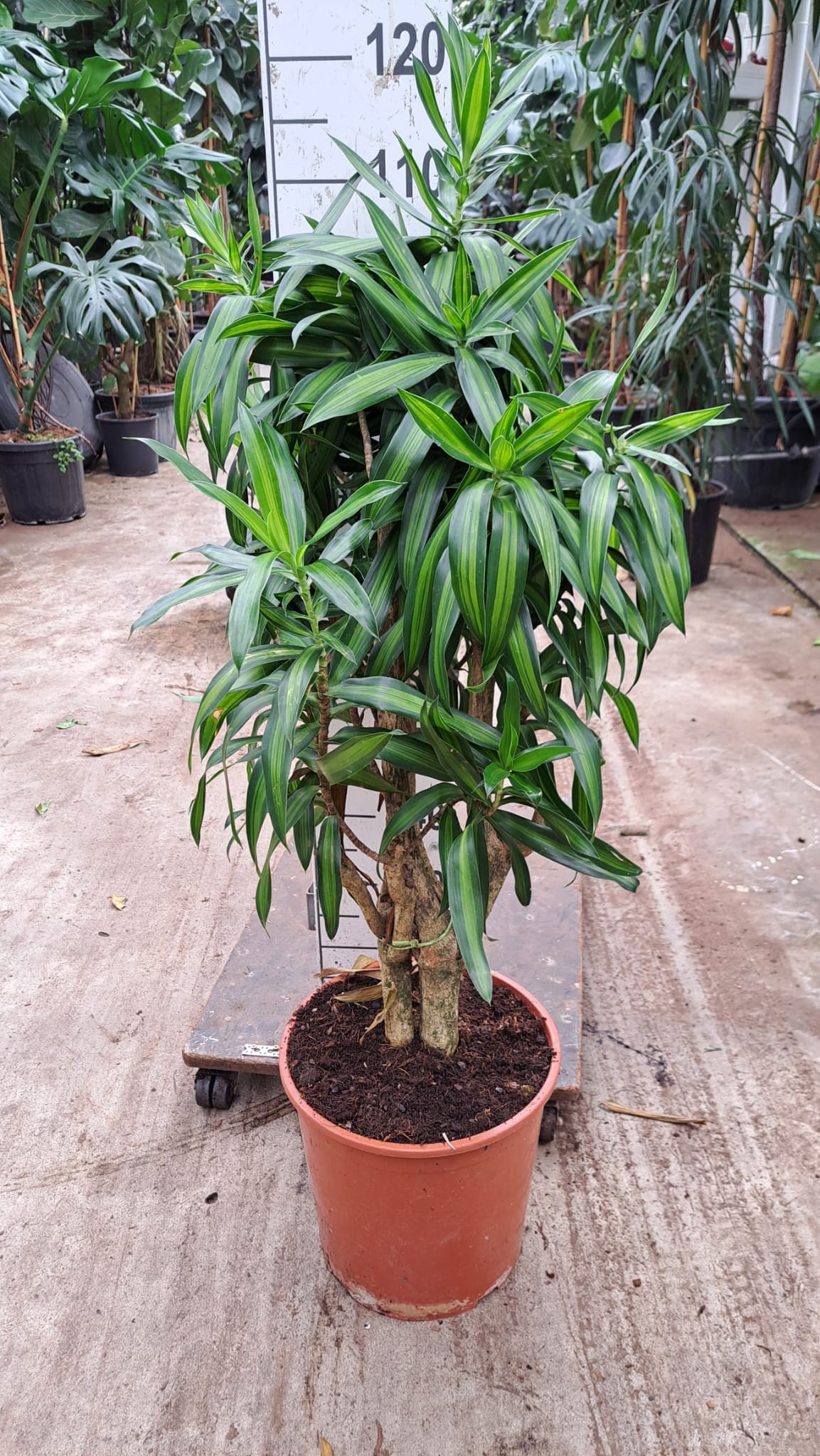 Dracaena Reflexa Song of Jaimaica 120, D 30