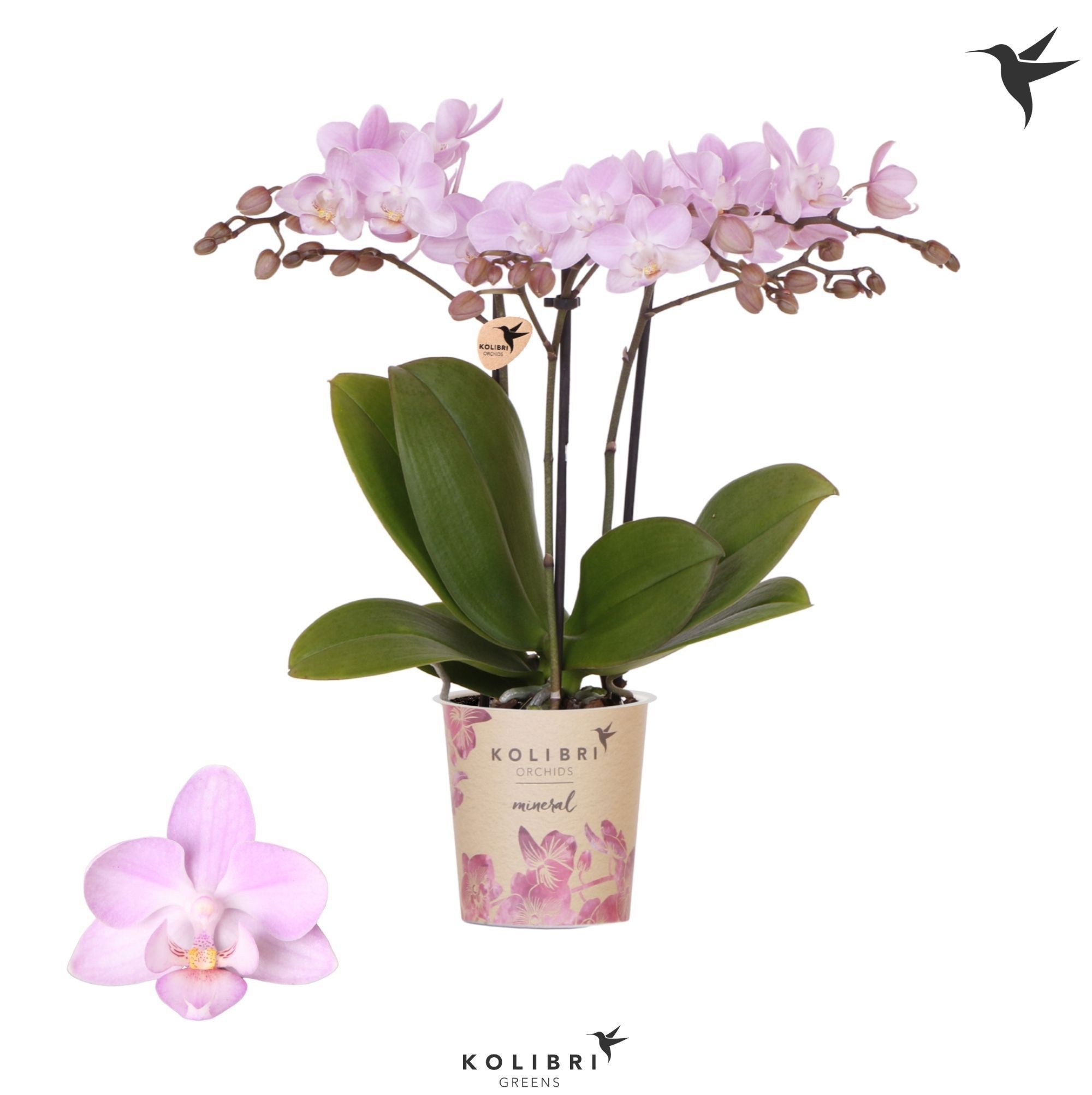 Kolibri Orchids Phalaenopsis Chili 3 spike, D 9