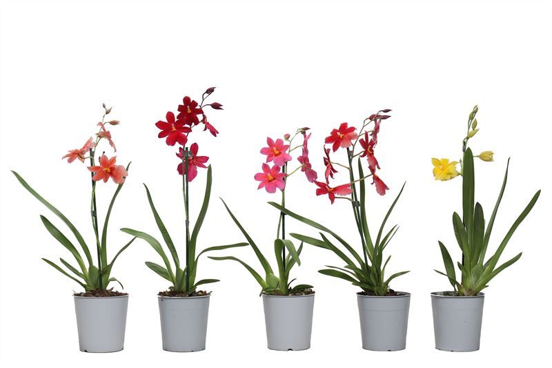 Cambria p12 Nelly mix 1T05+ ( 4 lg/dc ), D 12