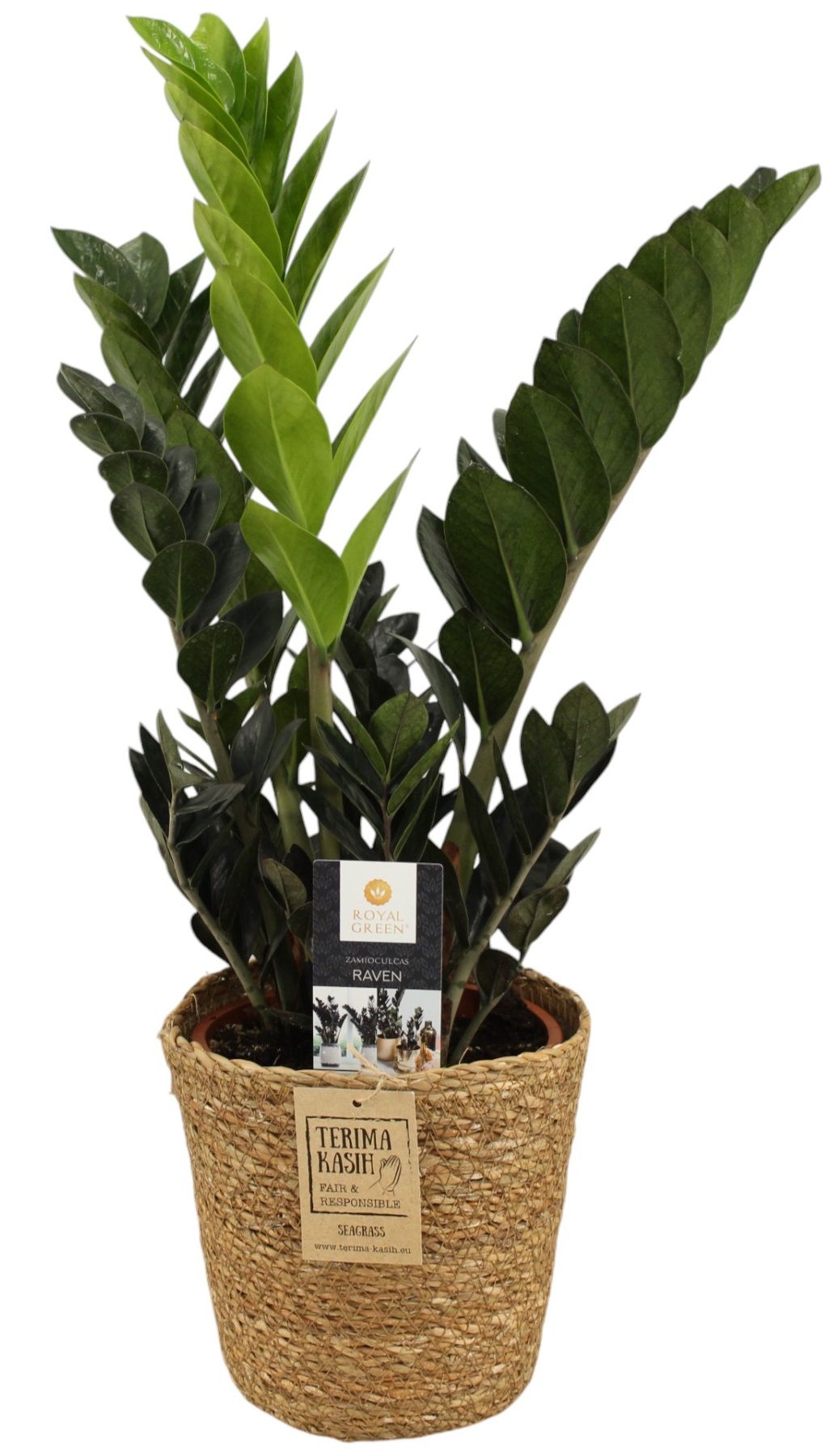 zamioculcas Raven 17 cm in seagrass mand, D 17