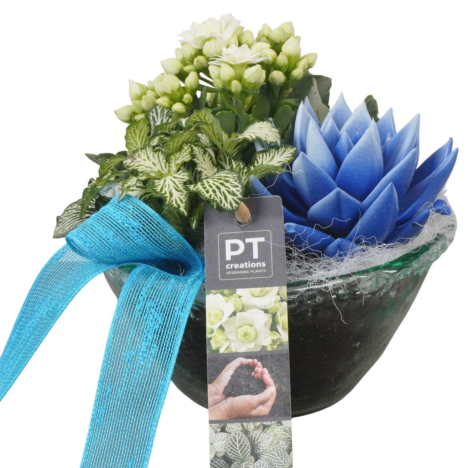 PTIDF4807, D 15