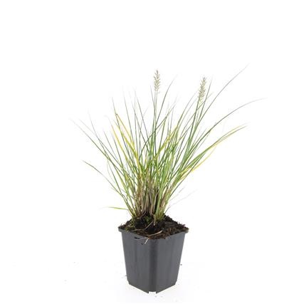 Pennisetum al. 'Hameln', D 9 cm