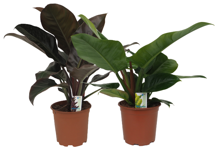 Philodendron mix (Imp. Red, Imp. Green), D 19