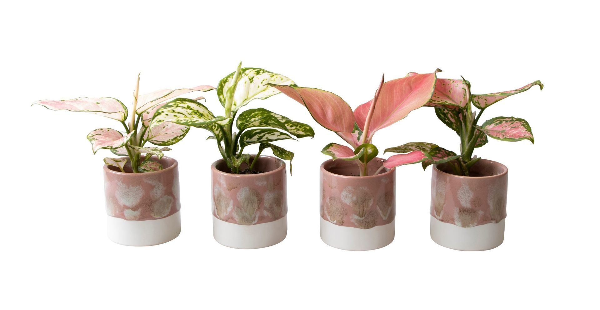 L 65830 with Aglaonema Mix 6 cm, D 6