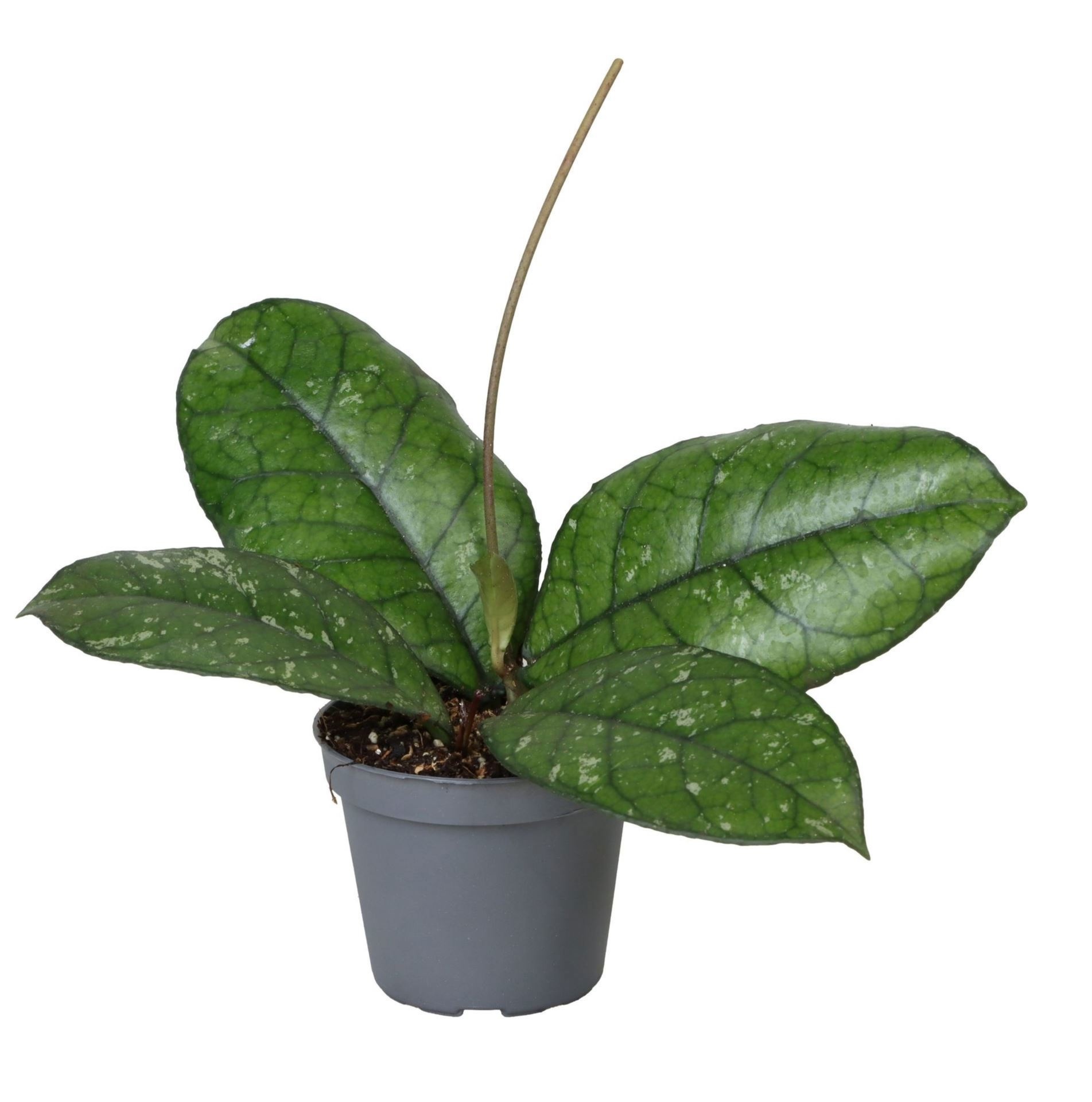 Hoya Callistophylla Sabah 6 cm, D 6