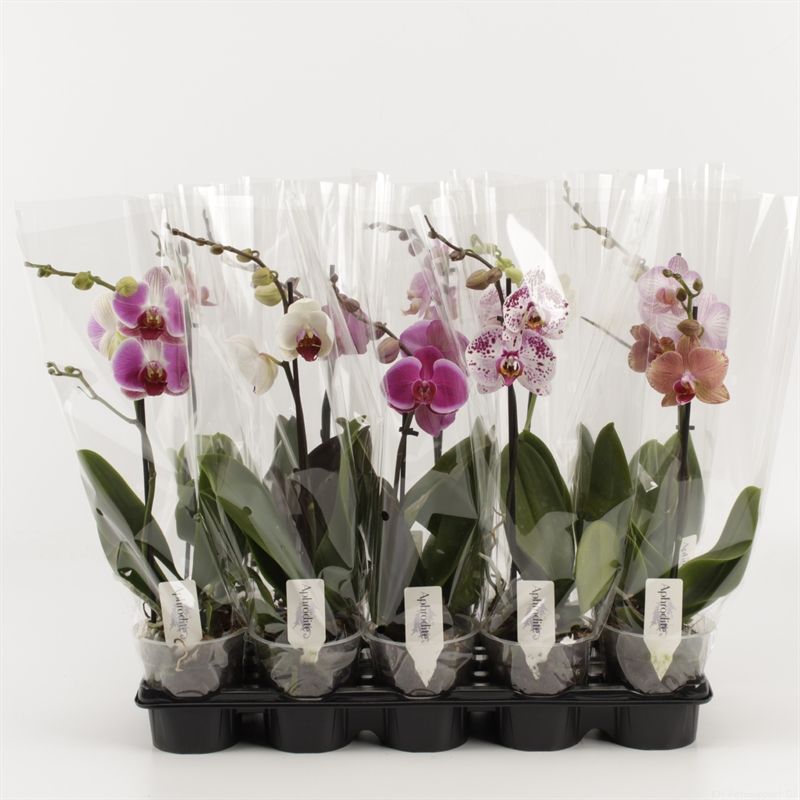 Phalaenopsis gemengd 1 Tak Mix Compact, D 12