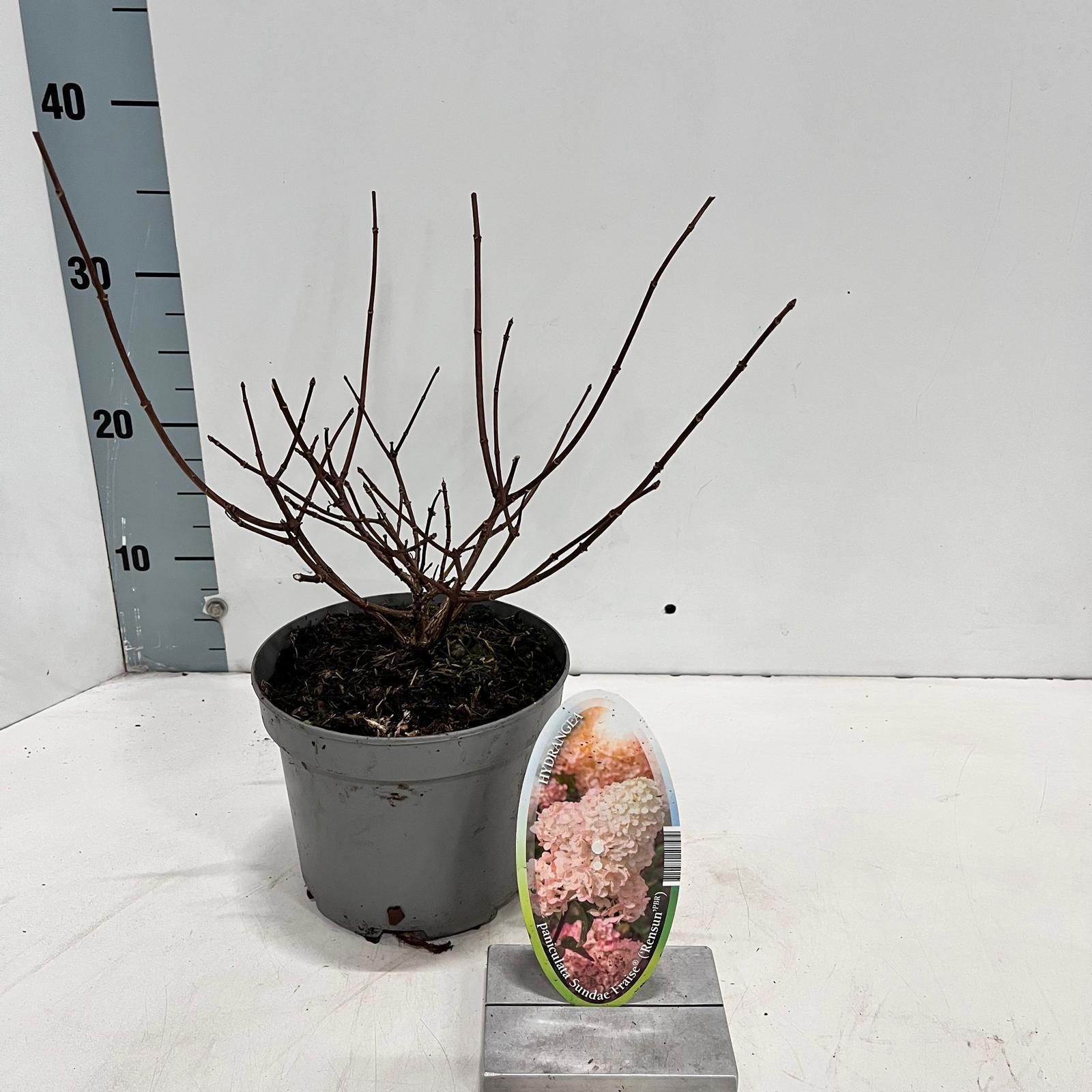 Hydrangea pan. Sundae Fraise® ('Rensun'PBR), D 17