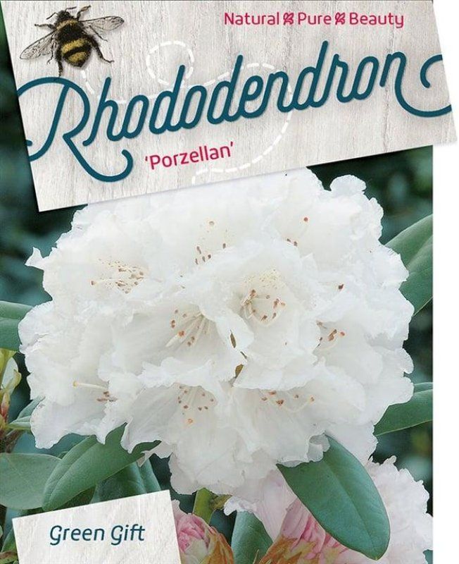 Rhododendron (Y) 'Porzellan', D 40