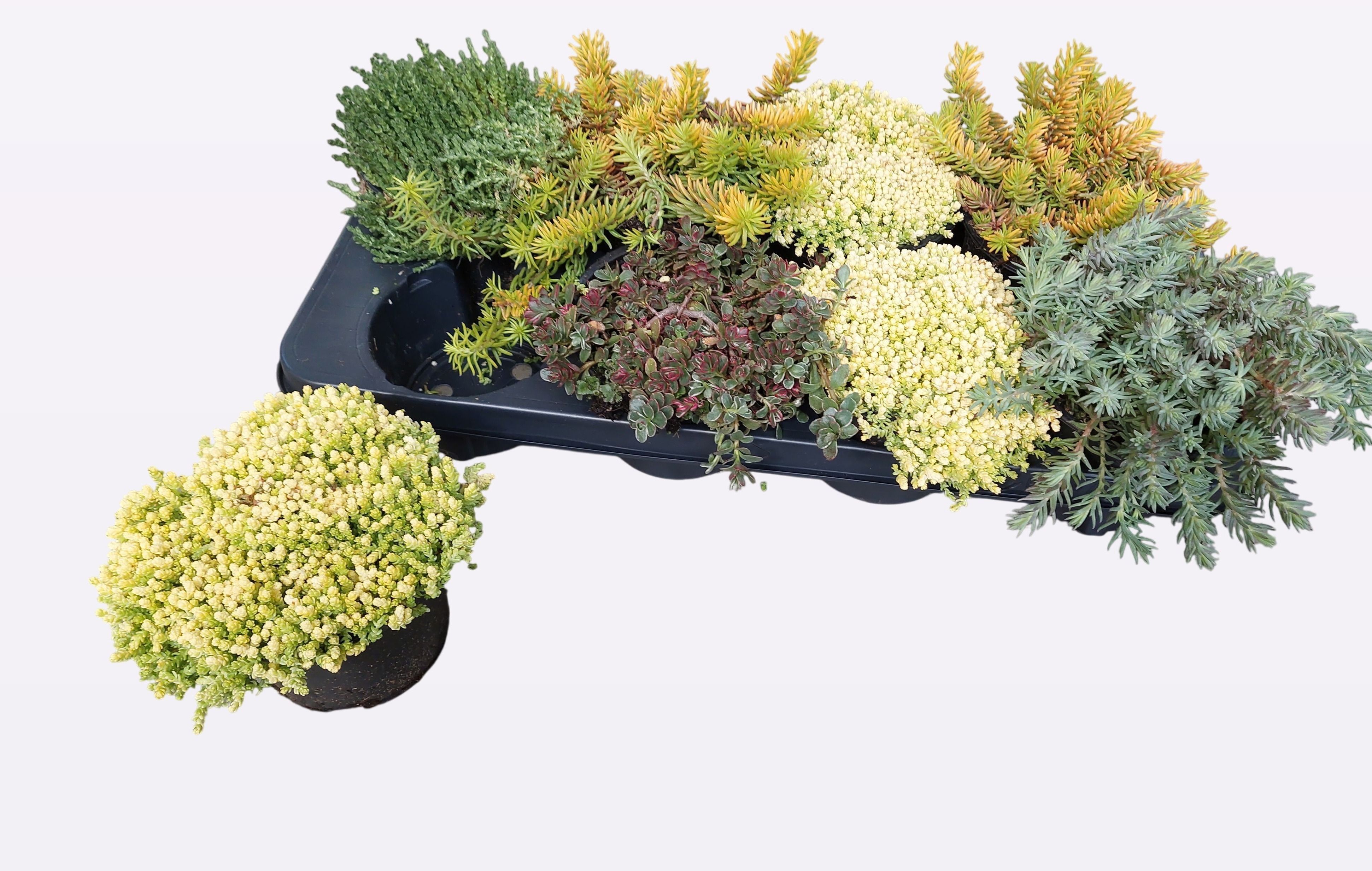 sedum mix, D 13