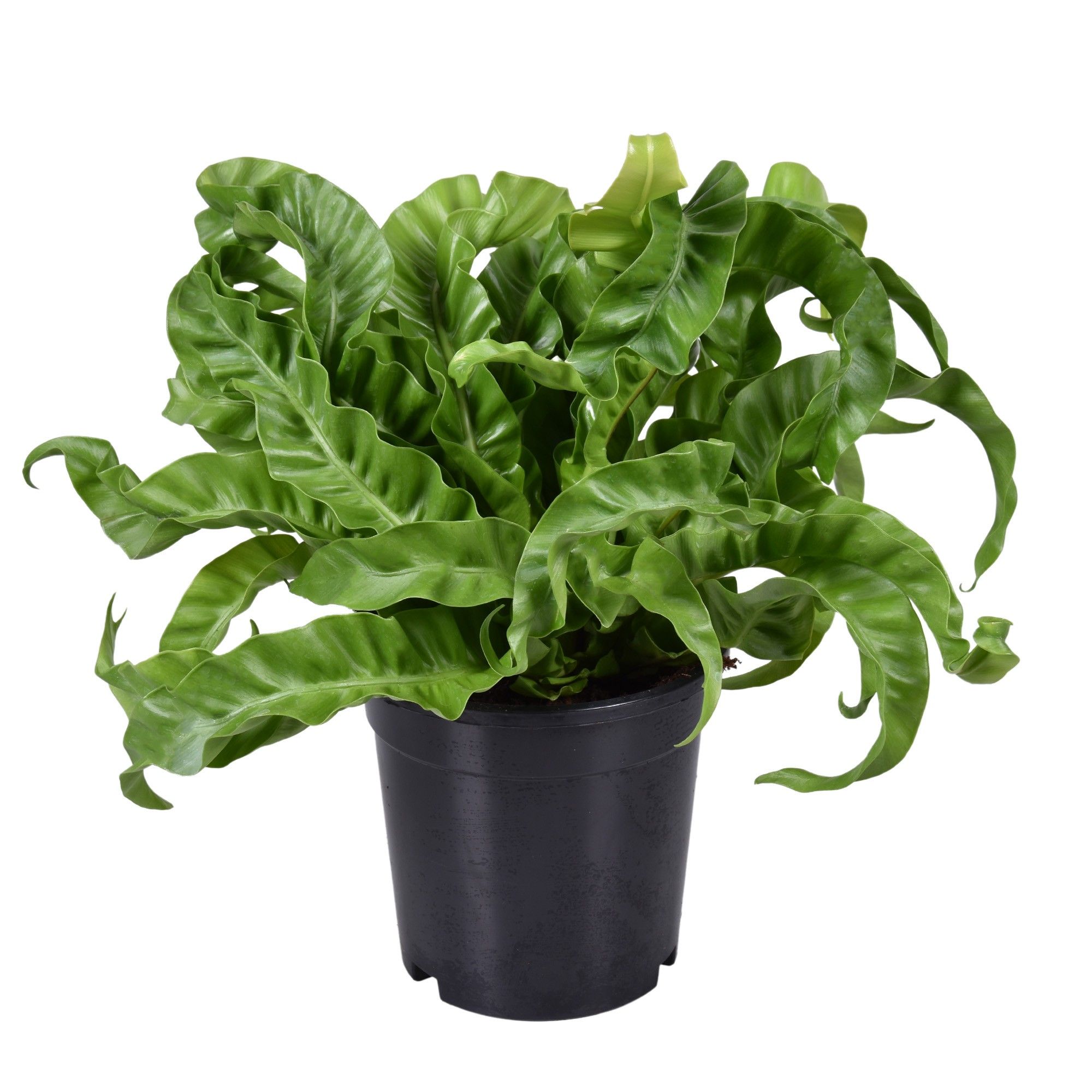 Asplenium Hurricane, D 17